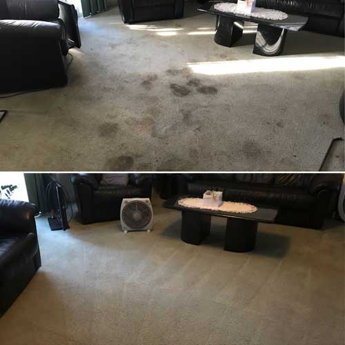 Anglia-Cleaners—Carpet-Gallery-3